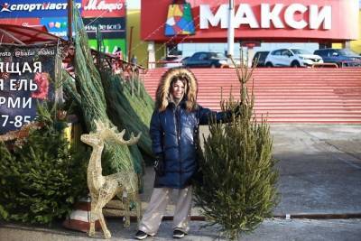 Новогодние ели из Пермского питомника привезли на ёлочный базар в ТРЦ «Макси»
