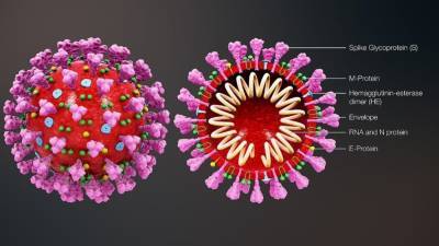Инфекционист дал прогноз по мутации коронавируса на пять лет