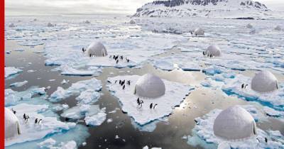 Ученые придумали концепт, который поможет спасти пингвинов от потепления - profile.ru - Иран - Антарктида