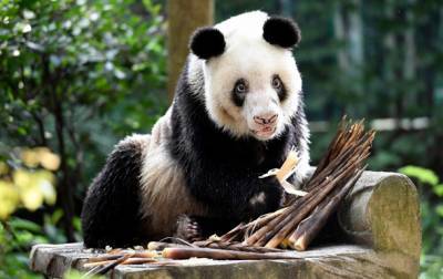 В КНР умерла старейшая в мире панда