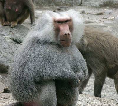 Учёные: Мумии обезьян доказали существование «страны изобилия» Пунт