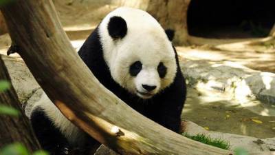 Умерла самая большая панда-долгожительница из Китая