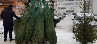 Ёлочные новогодние базары откроются в Петрозаводске на этой неделе