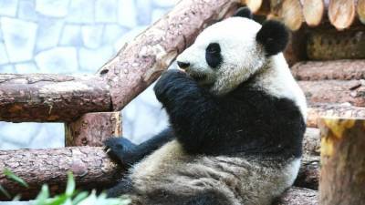 Самая старая в мире панда скончалась в зоопарке Китая