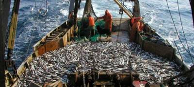 Карельские предприятия будут ловить рыбу в Баренцевом море