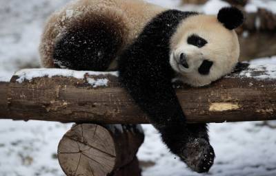 Умерла старейшая панда в мире