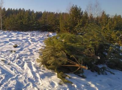 На Южном Урале глава района перед уходом дал лесорубам разрешение на массовую вырубку елок