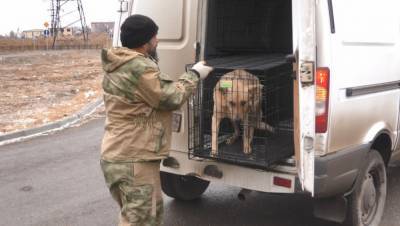 В Астрахани городские власти уже отловили более 1800 бездомных собак