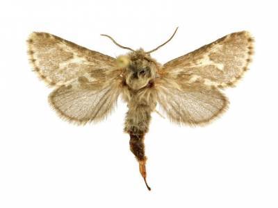 Новый вид бабочек назван в честь алтайского бога Ульгеня