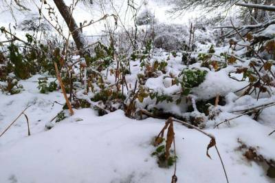 Сильные снегопады и морозы: синоптики изменили прогноз на зиму в Украине