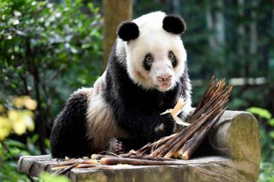 В китайском зоопарке скончалась самая старая панда в мире: фото и видео милого животного
