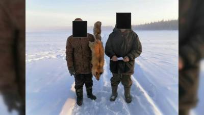 Полицейские нашли жестоко расправившихся с лисой жителей Якутии