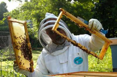 Пчеловодам предоставят льготы