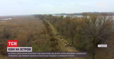 В Одесской области на остров Ермаков завезли диких лошадей из латвийского заповедника: видео