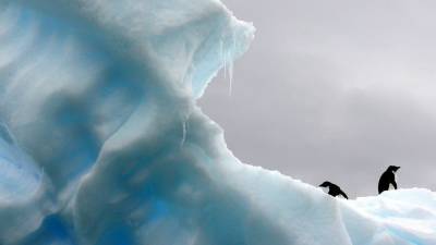 Первые случаи COVID-19 выявлены в Антарктиде
