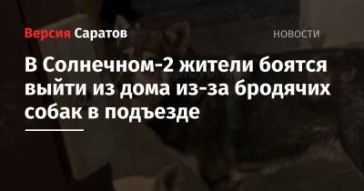 В Солнечном-2 жители боятся выйти из дома из-за бродячих собак в подъезде