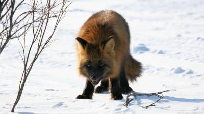 Полицейские установили личности зверски убивших лису охотников из Якутии