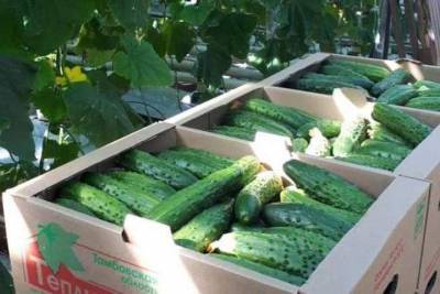 Тамбовское хозяйство «Тепличное» увеличило производство овощей