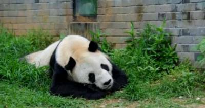В Китае умерла самая старая в мире панда: на человеческий возраст ей было 130 лет