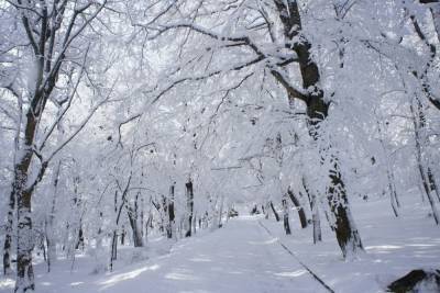 МЧС предупреждает о сильном налипании снега на проводах и деревьях