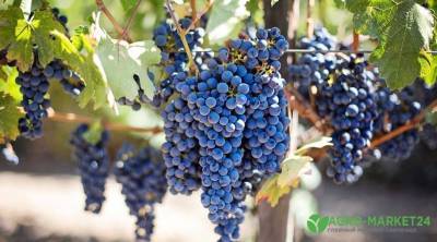 Биопрепараты для винограда