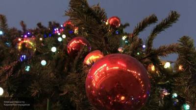 Названы самые популярные виды елок на Новый год среди россиян