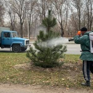 В Запорожье обрабатывают городские елки специальным раствором