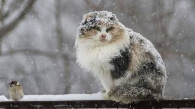 В Украину идет похолодание: синоптики пообещали на выходных снег