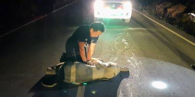 В Таиланде слоненка сбил мотоцикл. Медики смогли спасти его прямо на дороге — видео
