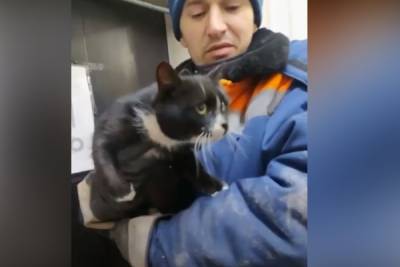 В Ульяновске рассказали о судьбе найденного при сортировке мусора кота