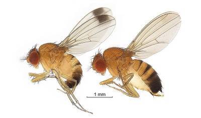 В России появились опасные азиатские мухи-вредители
