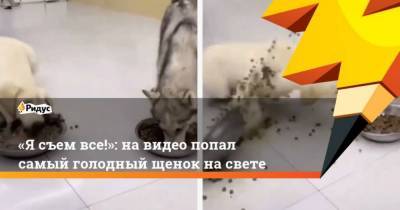 Я съем все!: на видео попал самый голодный щенок на свете