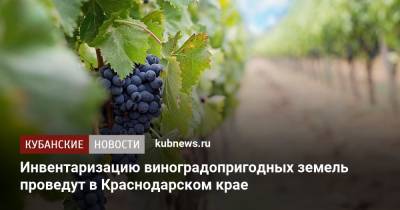 Инвентаризацию виноградопригодных земель проведут в Краснодарском крае