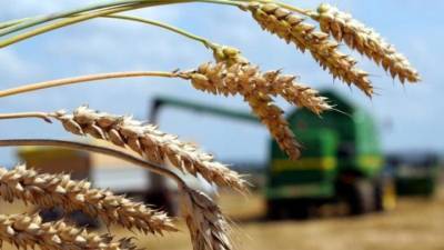 Госдума приняла закон о системе отслеживания оборота зерна