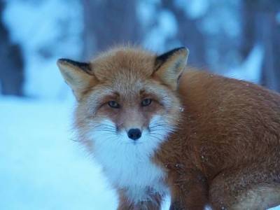 В Якутии живодеры зверски убили лису на камеру