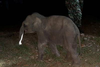 Таец спас слоненка после аварии с помощью массажа сердца