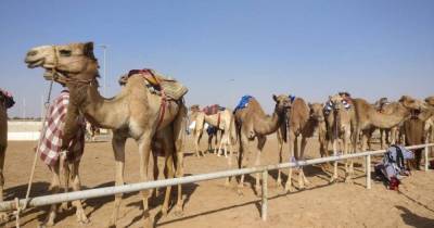 Сотни верблюдов умерли в пустыне Дубая, наевшись пластиковых отходов