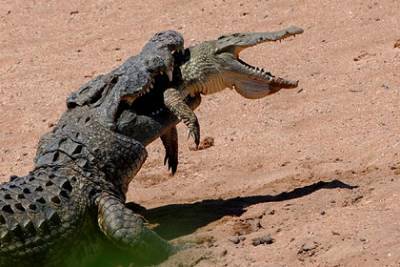 544-килограммовый крокодил-каннибал съел молодого собрата на глазах у туриста
