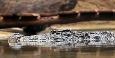 Во Флориде двухметровый аллигатор прятался в ливневой канализации (ФОТО) – Cursorinfo: главные новости Израиля