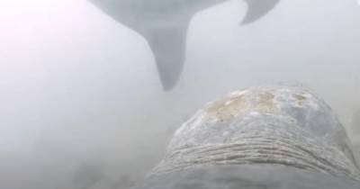 У берегов Австралии морская черепаха набросилась на тигровую акулу (видео)