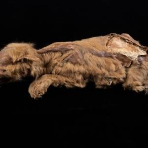 В Канаде на руднике нашли мумию древнего волка. Видео