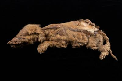 В Канаде нашли сохранившуюся мумию волчонка возрастом 57 000 лет: видео и фото