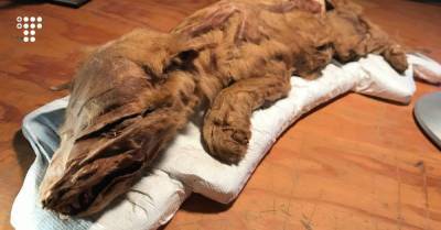 В Канаде нашли мумию волчонка, которому примерно 57 тысяч лет
