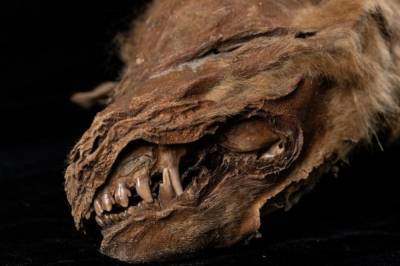 В Канаде обнаружили мумию волчонка, который жил 57 тысяч лет назад