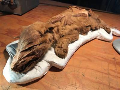 В Канаде нашли мумию волчонка старше 57 тысяч лет, – фото