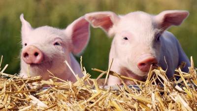 В 3 областях Украины зафиксировали вспышку африканской чумы свиней