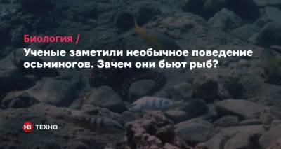 Ученые заметили необычное поведение осьминогов. Зачем они бьют рыб?