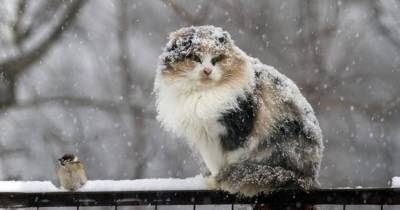 «Снежное ненастье». Синоптики предупредили россиян о снегопадах