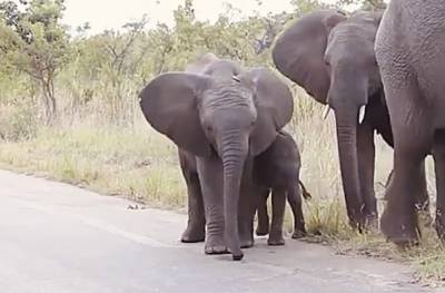 Малыша спасло чудо: сбитого мотоциклом слоненка реанимировал прохожий - трогательные кадры потрясли Сеть