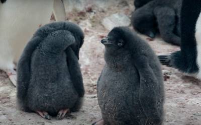 Возле украинской станции в Антарктиде родились пингвины, эмоции от фото зашкаливают